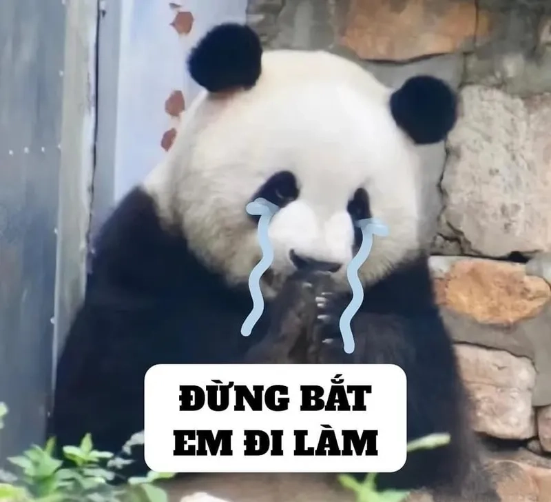 Ảnh meme mèo cute sẽ khiến bạn không thể nhịn cười