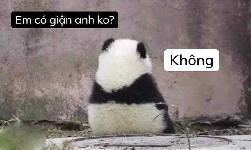 Ảnh mèo cute meme mang đến tiếng cười cho mọi người