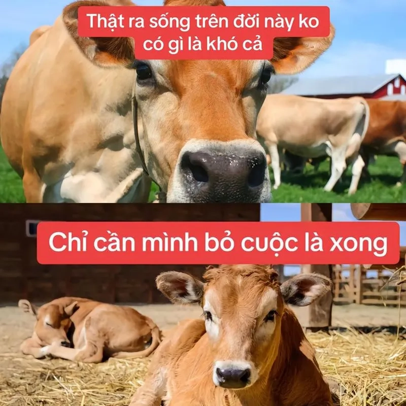 Bò biết bay meme sẽ làm tan chảy trái tim bạn