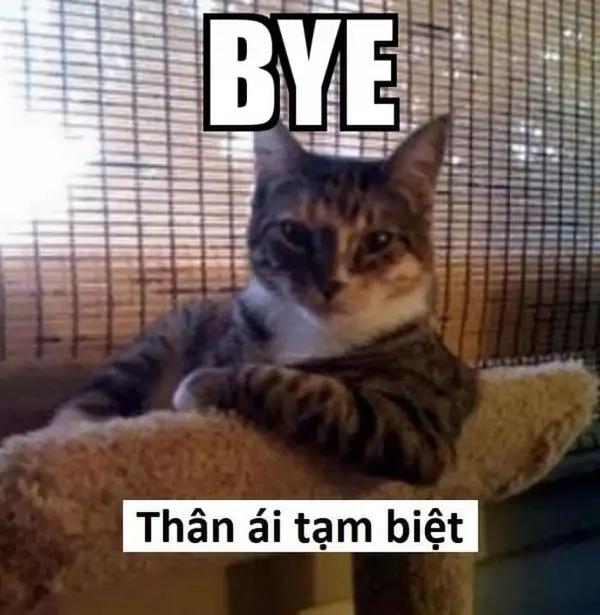 Bye bye mewing meme sẽ làm bạn nhớ mãi những kỷ niệm