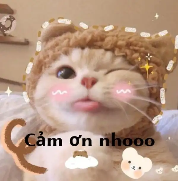 Meme cảm ơn mèo đáng yêu khiến ai cũng phải yêu thích