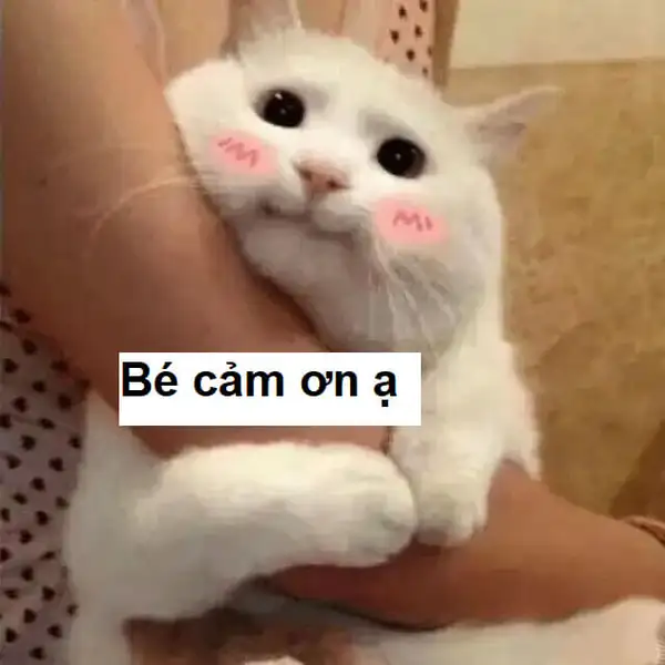 Mèo cảm ơn meme dễ thương mang lại niềm vui cho người nhận