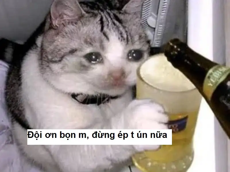 Rất tuyệt vời xin cảm ơn meme giúp bạn bày tỏ lòng biết ơn một cách chân thành