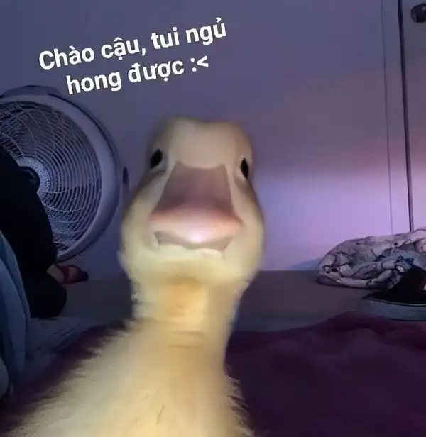 Meme mèo xin chào là hình ảnh dễ thương không thể thiếu