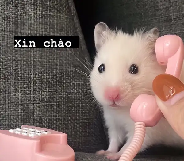 Meme mèo chào buổi sáng khiến bạn cảm thấy phấn chấn