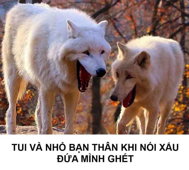 Chó meme hài mang lại tiếng cười sảng khoái cho người xem