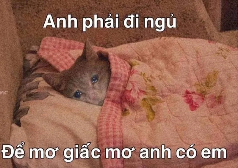 Mất ngủ meme khiến bạn cảm thấy đồng cảm với những ai không ngủ được