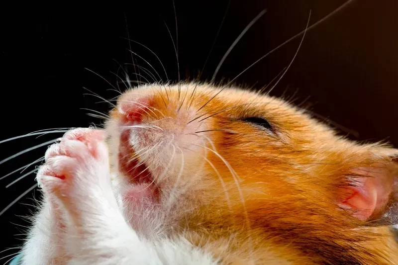 Hamster meme cute mang đến những khoảnh khắc vui vẻ không thể quên