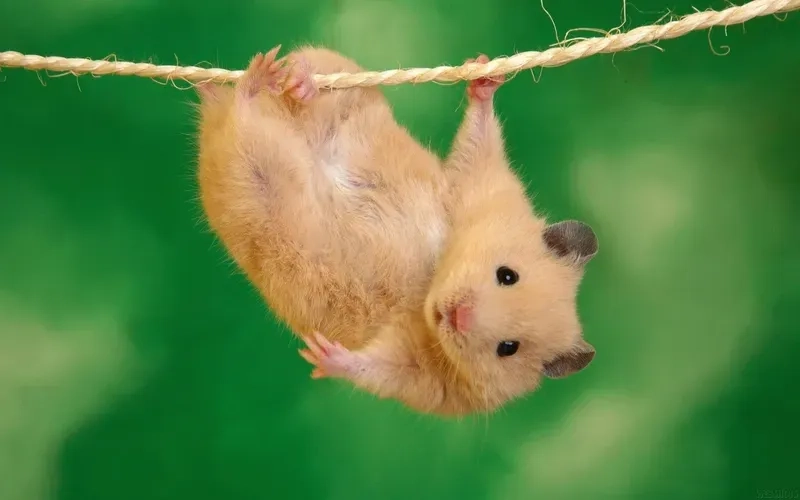 Hamster cute meme giúp bạn thư giãn và giải trí trong những lúc căng thẳng