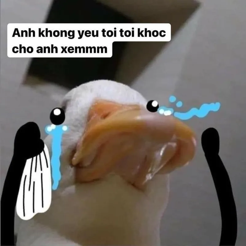 Vịt meme cute dễ thương cho những ai yêu thích động vật