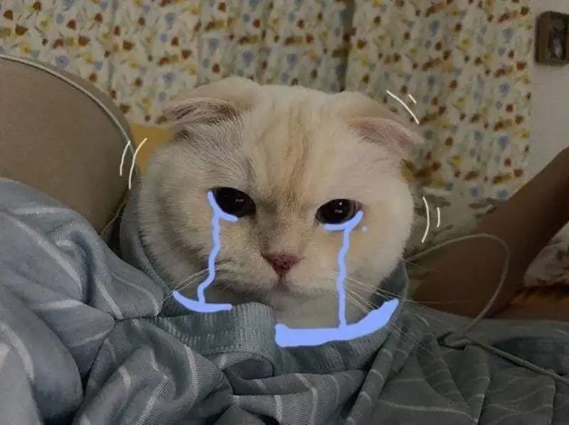 Meme pepe cry mang lại tiếng cười cho mọi người