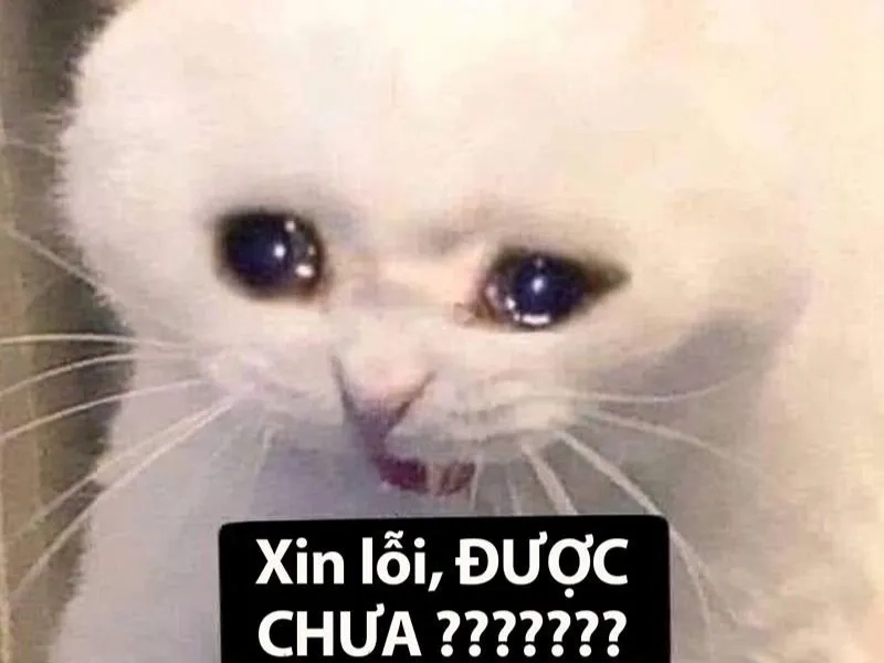 Meme chó đáng yêu giúp bạn thư giãn và giải trí trong những lúc căng thẳng