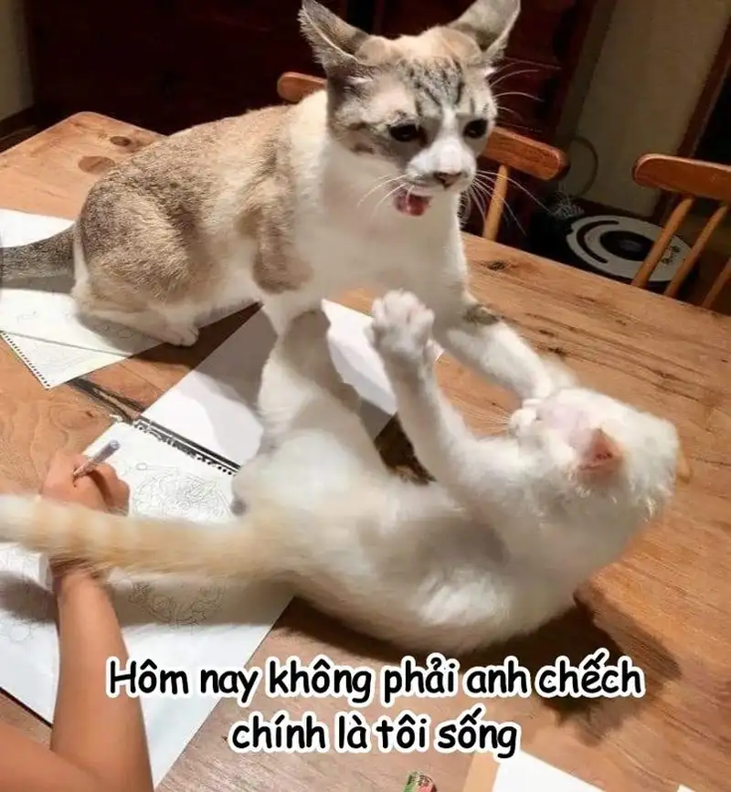 Meme đánh hội đồng đầy bất ngờ và cực kỳ hài hước