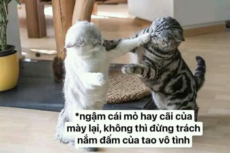 Meme đánh đầu với những tình huống hài hước mang đến tiếng cười sảng khoái