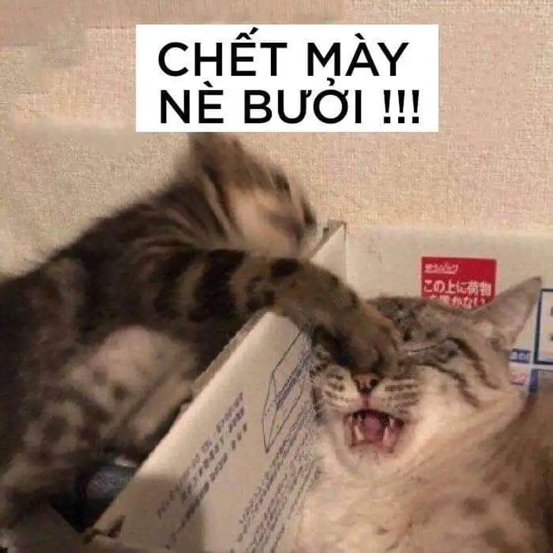 Meme đánh lưng cực kỳ thú vị và hài hước