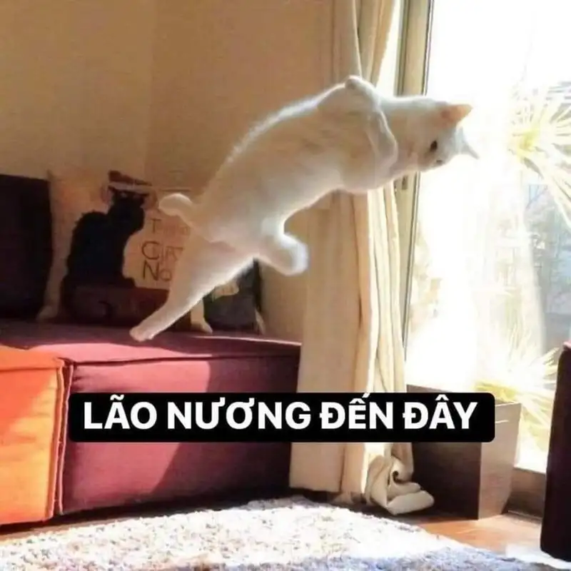 Meme đánh dép hài hước và dễ thương, khiến bạn phải cười bò