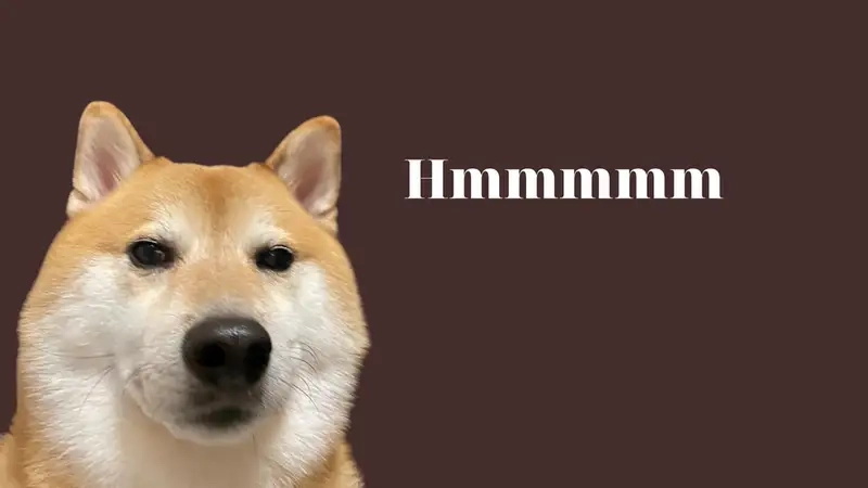 Doge bonk meme mang lại tiếng cười cho mọi người