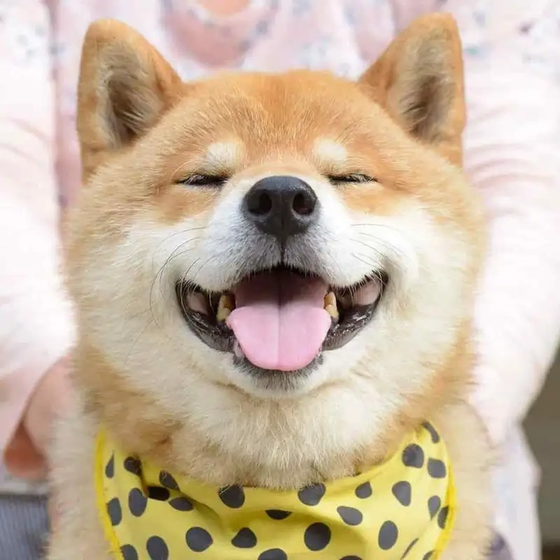 Hình doge meme độc đáo cho những ai yêu thích sáng tạo