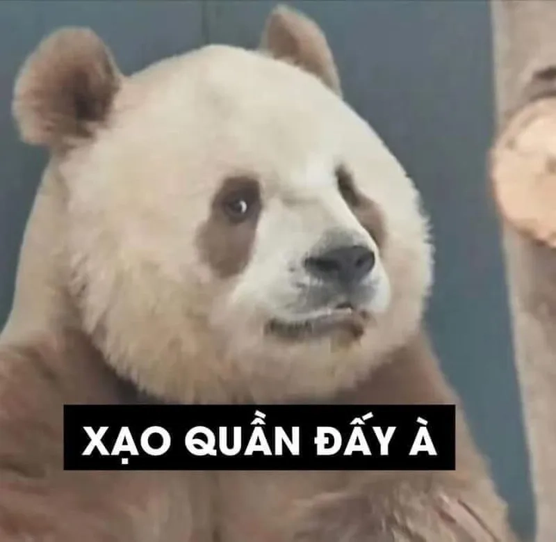 Ảnh meme gấu trúc là hình ảnh dễ thương cho những ai yêu thích meme