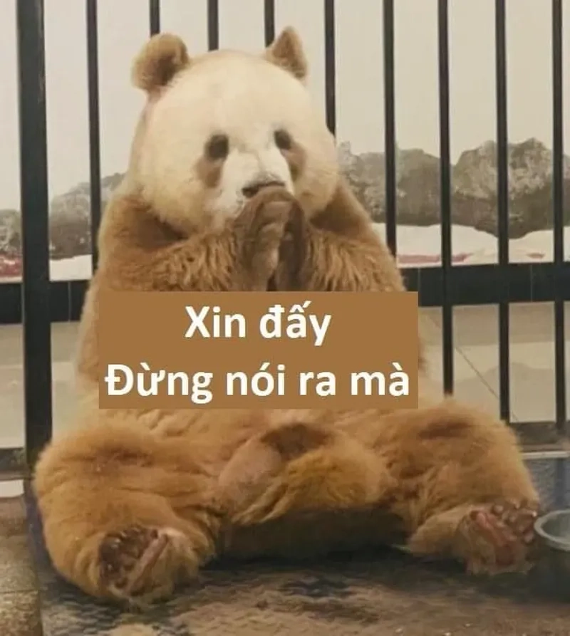 Meme gấu trúc trung quốc mang lại sự mới mẻ cho người xem