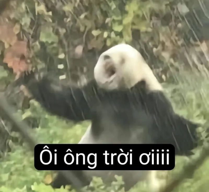 Bựa meme gấu trúc khiến bạn không thể nhịn cười với sự sáng tạo