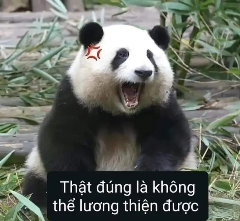 Meme gấu trúc ngố mang đến những khoảnh khắc ngây ngô và ngọt ngào, khiến bạn không thể cưỡng lại sự dễ thương của nó.