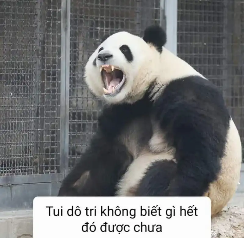 Meme gấu trúc selfie là sự kết hợp giữa sự dễ thương và phong cách hiện đại, khiến mọi người phải yêu thích ngay lập tức.