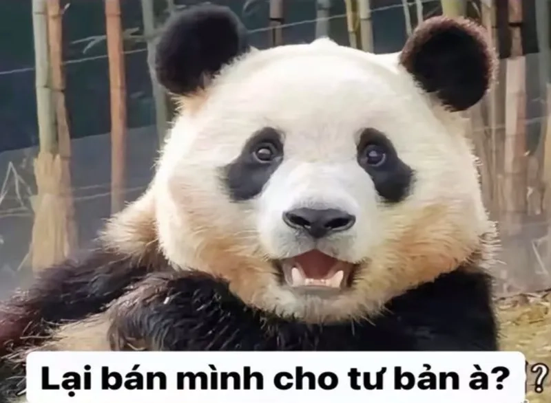 Meme con gấu trúc là hình ảnh dễ thương cho những ai yêu thích động vật