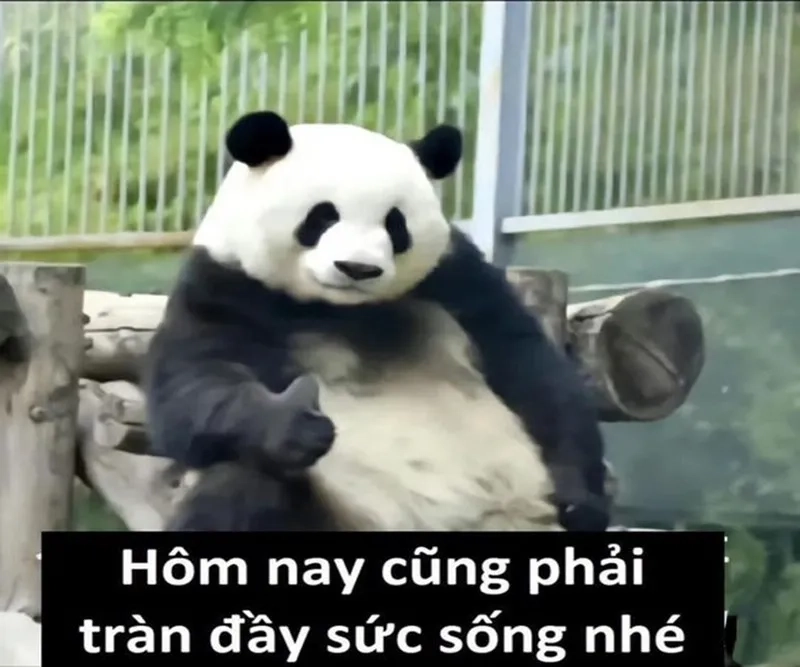 Gấu trúc troll meme kết thúc bài thuyết trình khiến bạn không thể nhịn cười