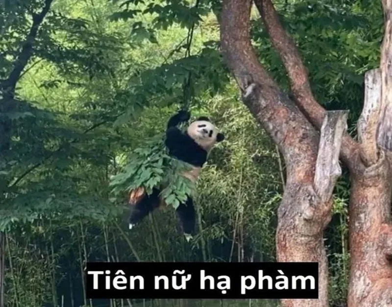 Meme trung quốc gấu trúc mang lại sự thú vị cho người xem