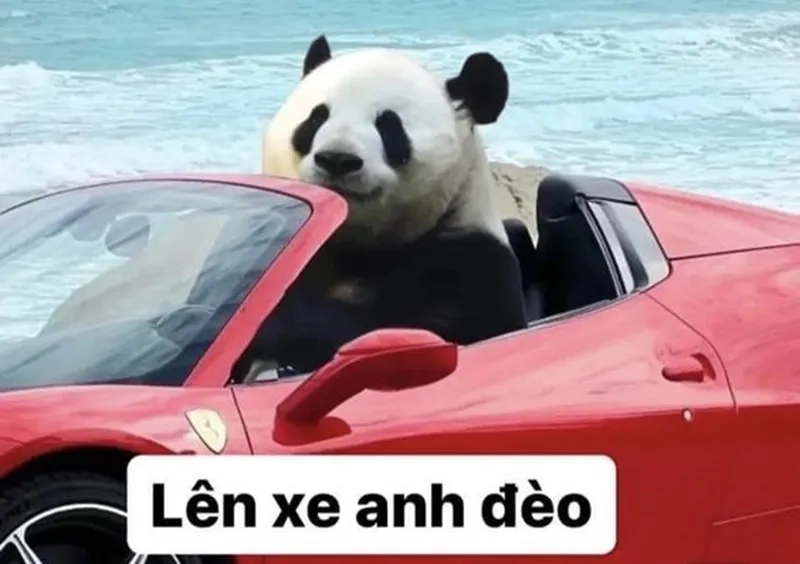 Meme mắt gấu trúc thể hiện sự dễ thương trong từng khoảnh khắc