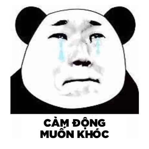 Meme gấu trúc thật là hình ảnh thú vị cho những ai yêu thích meme