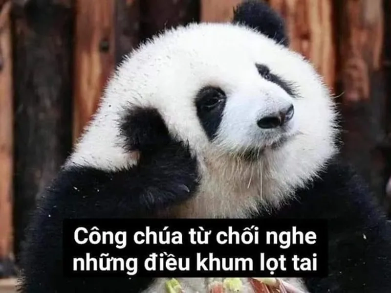 Meme gấu hài hước khiến bạn không thể nhịn cười