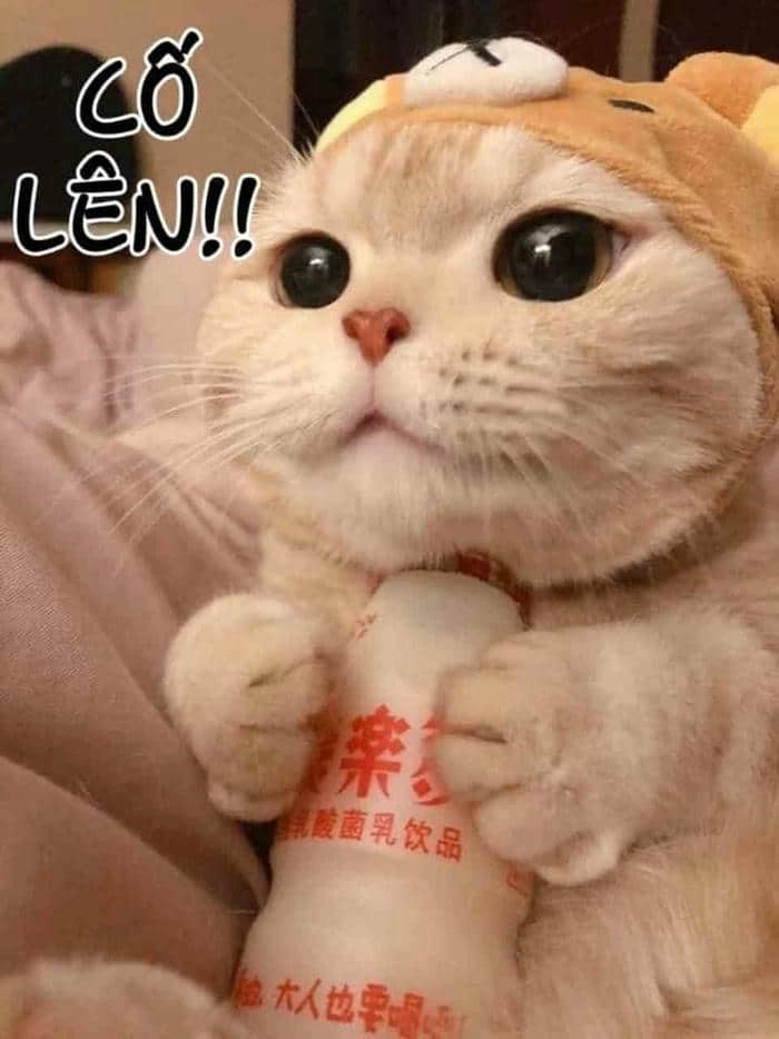 Meme em bé cố lên mang lại sự dễ thương và vui vẻ cho người xem