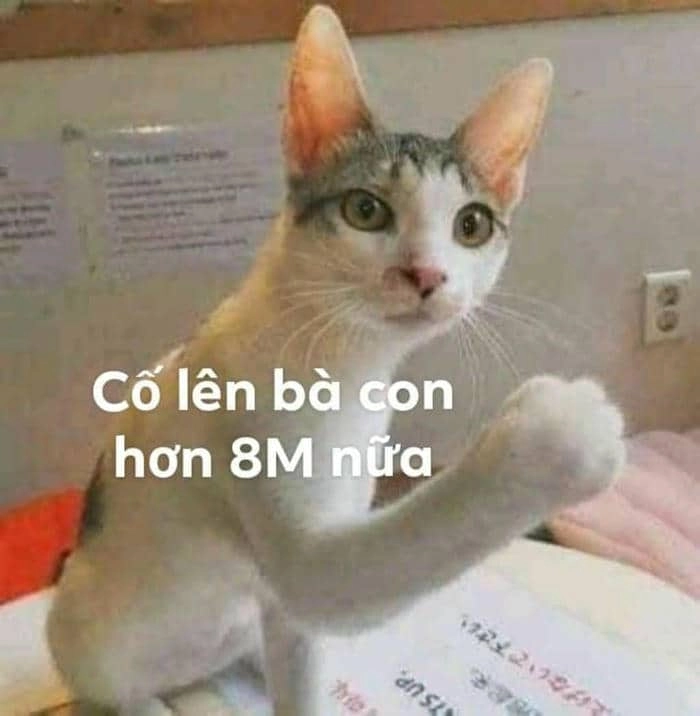 Meme cố gắng không ngừng là nguồn cảm hứng cho những ai đang nỗ lực