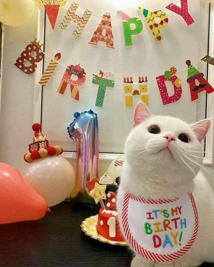 Meme cat happy birthday dễ thương cho những ai yêu mèo