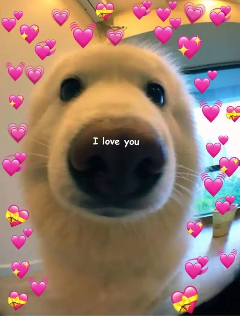 Hello i love you meme sẽ làm bừng sáng ngày của bạn