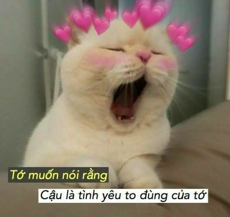 Lovely meme mang lại sự dễ thương cho người xem