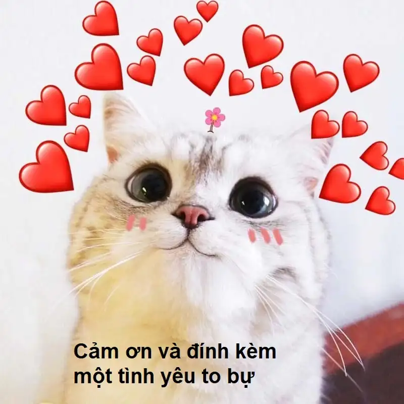 Cảm ơn các bạn đã lắng nghe meme là cách thể hiện sự trân trọng đối với khán giả