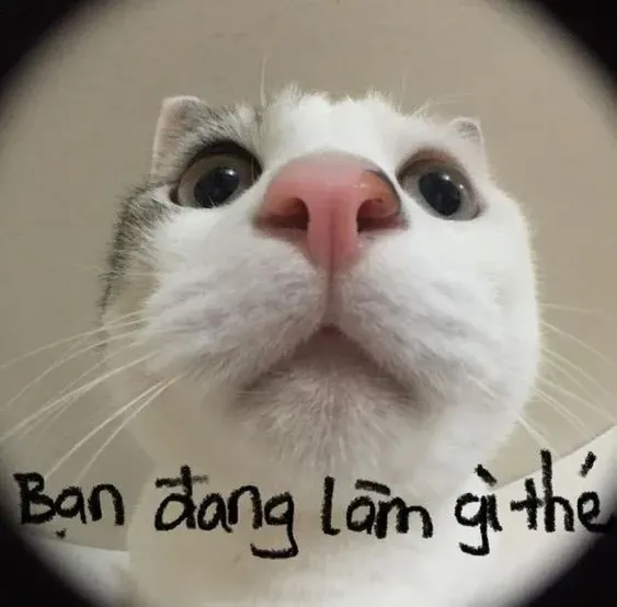 Meme mèo chào tạm biệt là hình ảnh đáng yêu