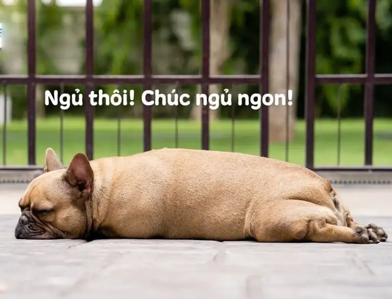 Meme chúc ngủ ngon cute giúp bạn gửi lời yêu thương trọn vẹn.