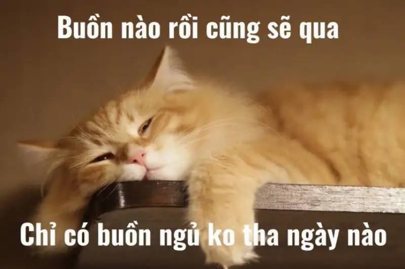 Mèo meme ngủ mang lại sự dễ thương cho người xem