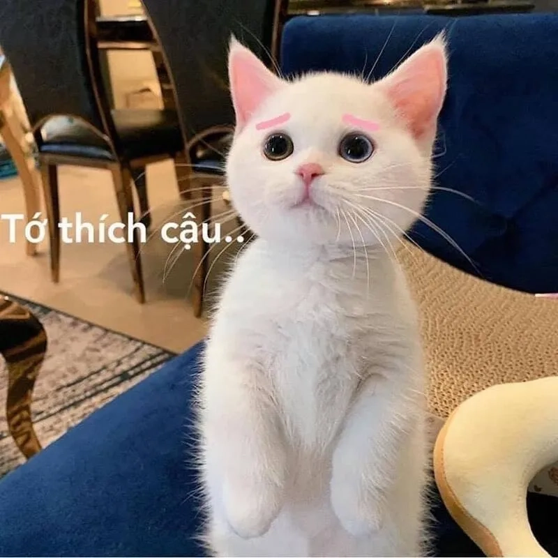 Cute meme mèo tặng hoa là cách thể hiện tình cảm dễ thương