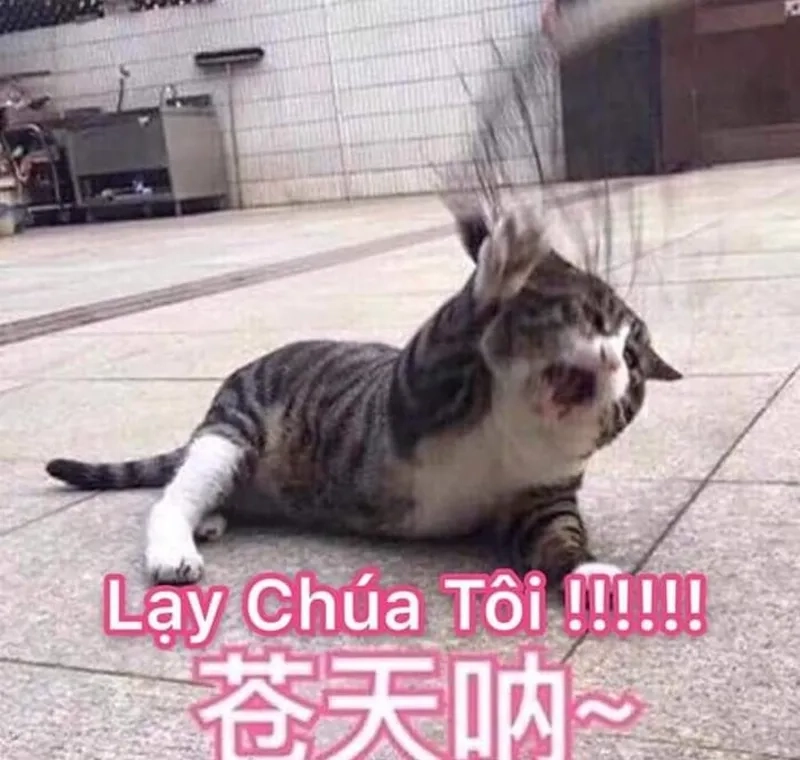 Quỳ meme là biểu tượng của sự hài hước trên mạng