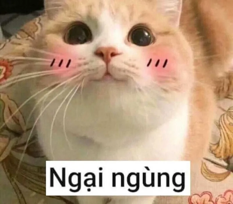 Mèo meme ngại khiến bạn cảm thấy dễ thương và hài hước