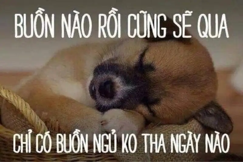 Meme mèo siêu dễ thương, phản ánh trạng thái khi vừa ngủ dậy.