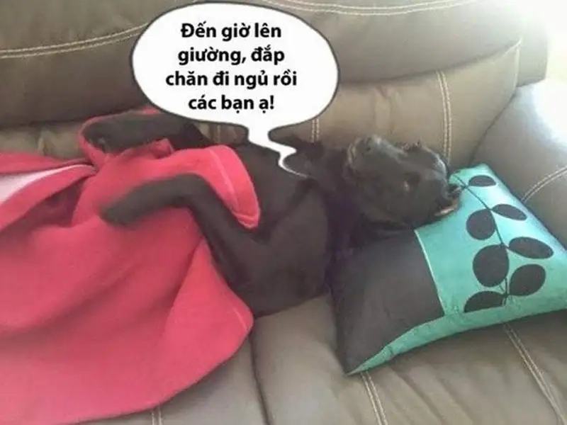 Ảnh mèo ngủ meme mang lại sự dễ thương cho người xem