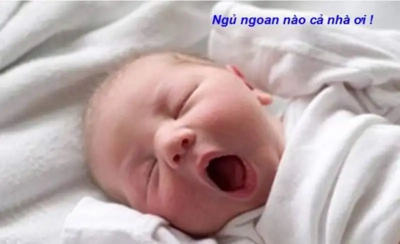 Good night meme mèo chúc ngủ ngon mang lại sự dễ thương cho người xem