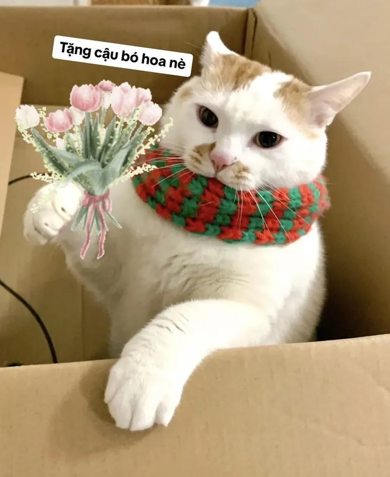 Mèo tặng hoa meme khiến bạn cảm thấy gần gũi