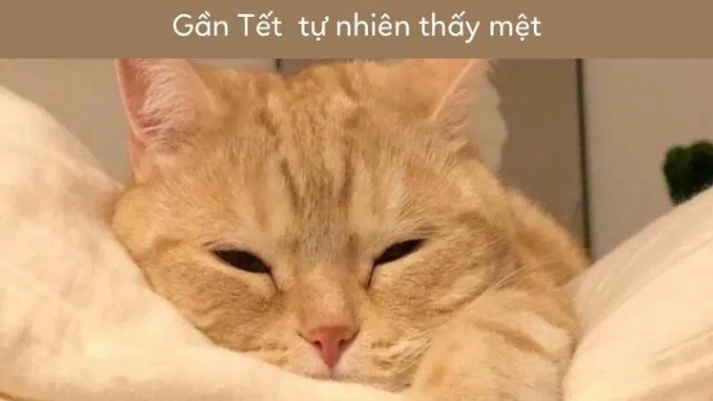 Hình mèo meme tết mang lại sự dễ thương cho không khí tết